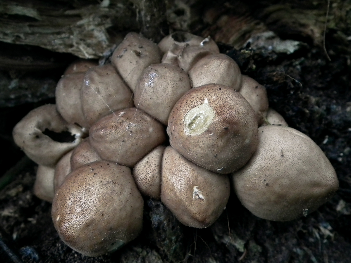 mushrooms 2014 35