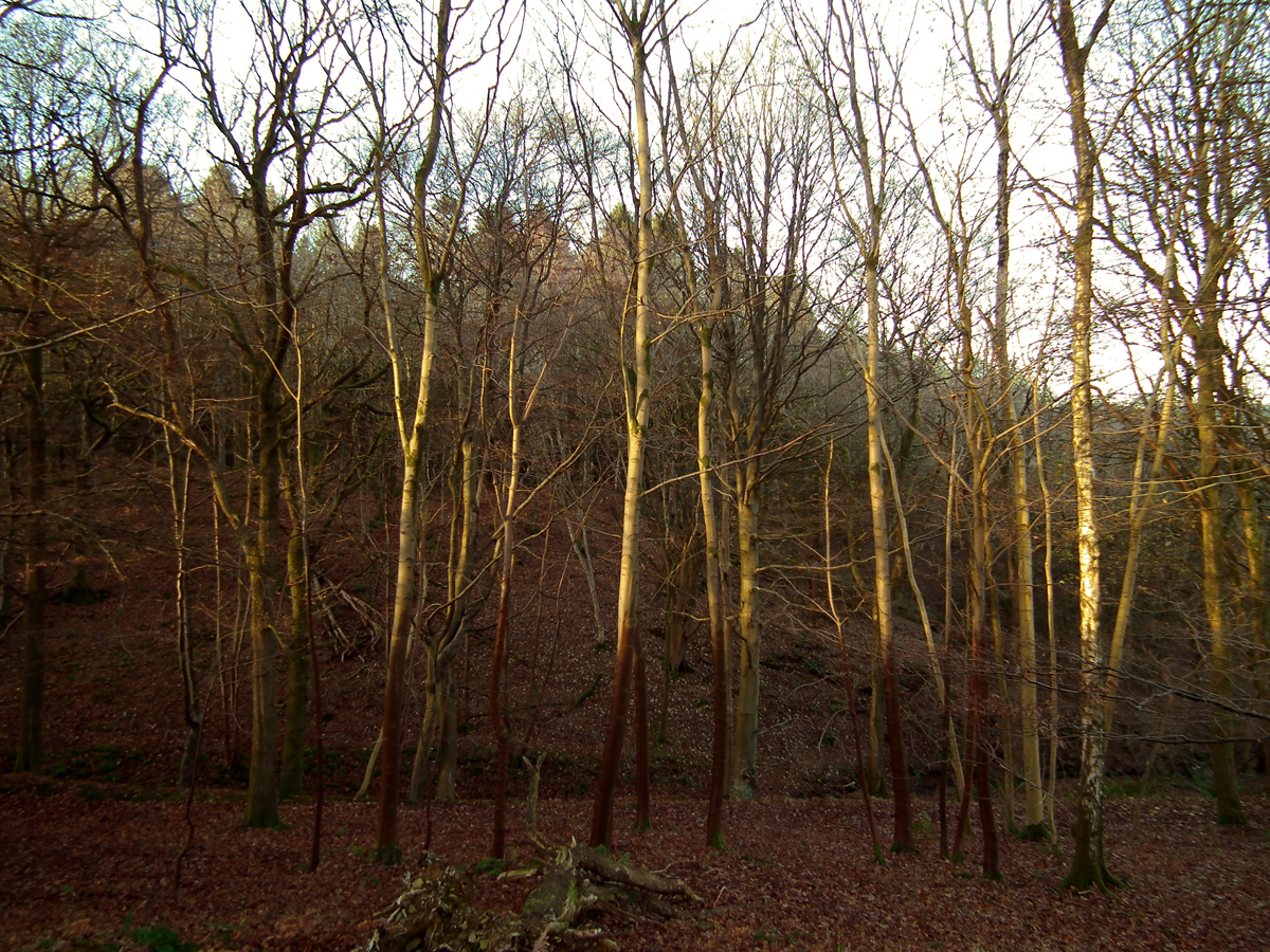 wet trees