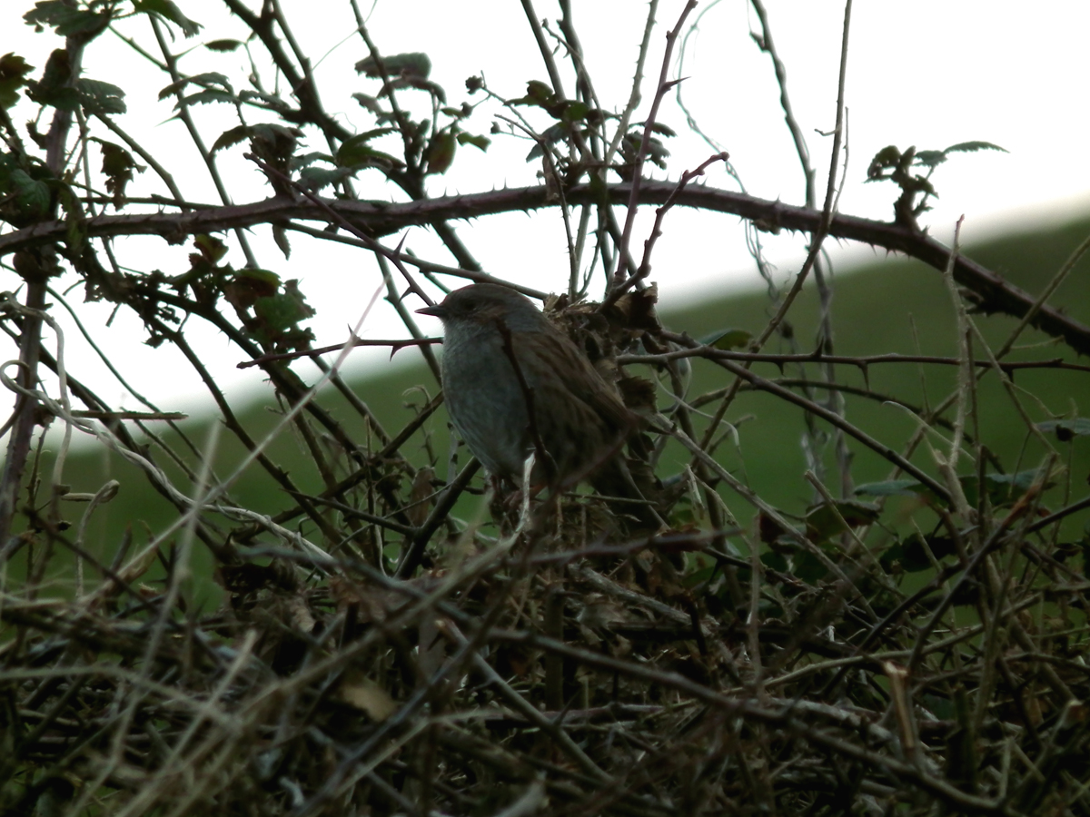 hedgesparrow