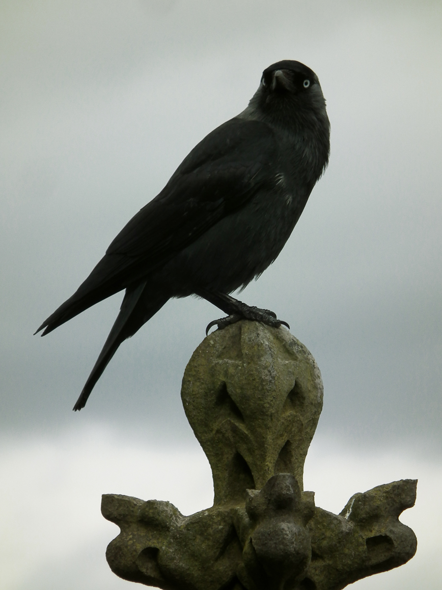 cemetery jackdaw