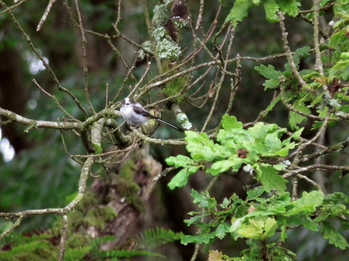 long tail oak