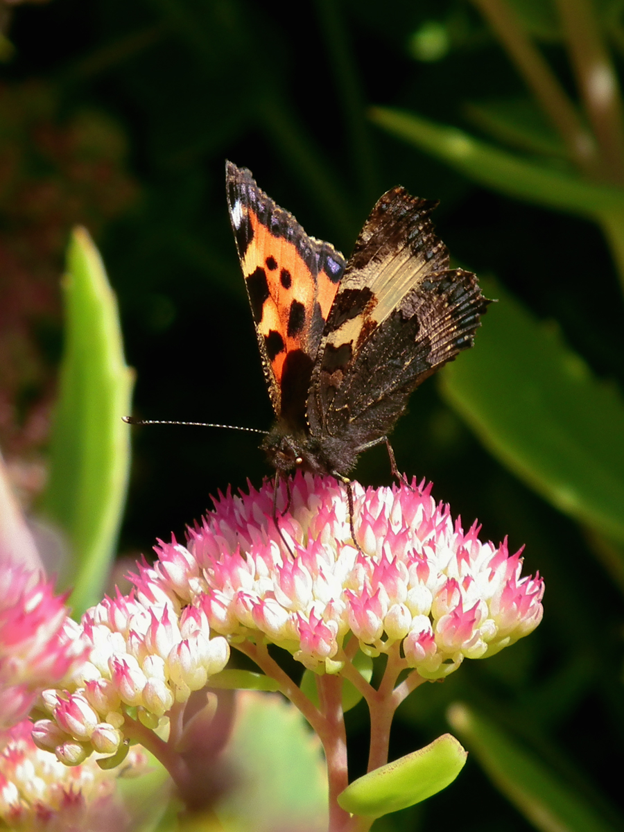 butterflies in the garden 8