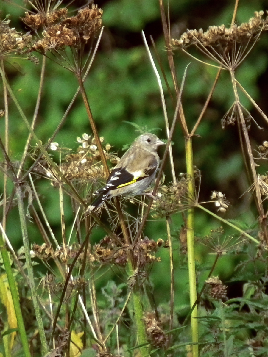 seed feasting