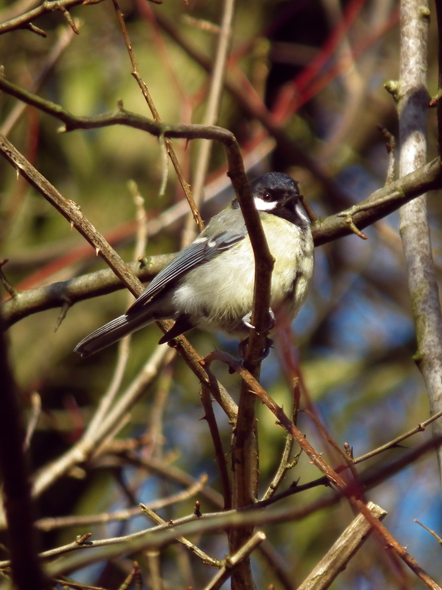 manc great tit