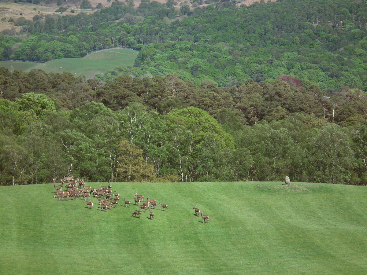 milling deer