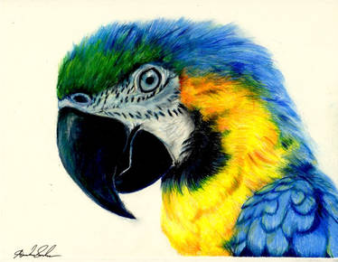 Macaw Colored Pencil Drawing