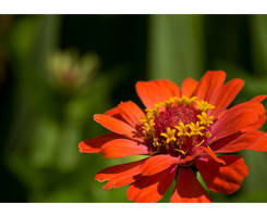 Orange Flower