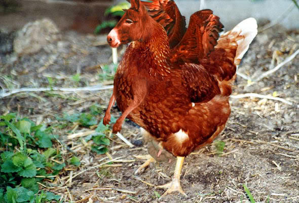 A Animal Morph by Noobie90 on DeviantArt