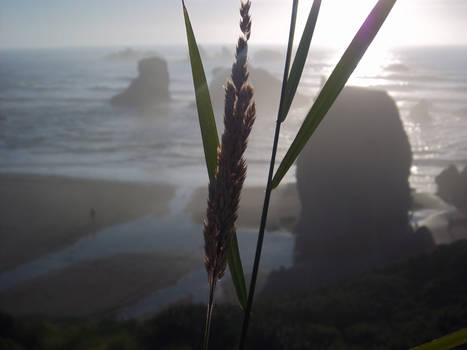 sunset with grass in the way