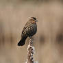 Red Winged Blackbird II