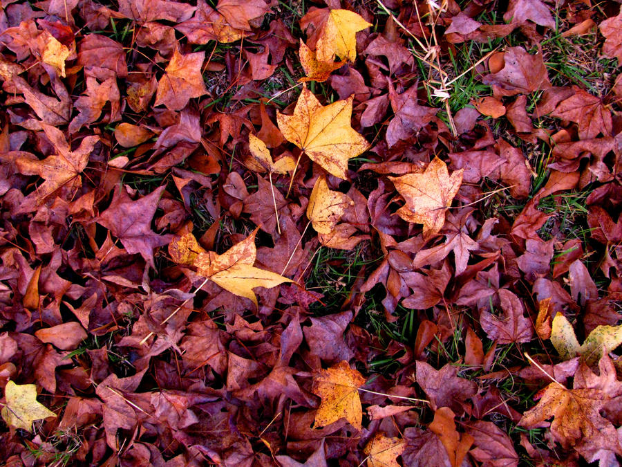 Scattered Leaves