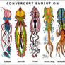 Convergent Evolution