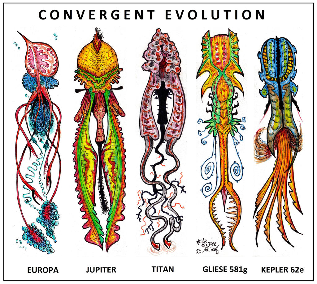 Convergent Evolution Convergent Evolution — Definition & Examples