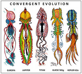 Convergent Evolution