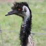 Mr Emu