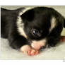 Maverick- Chihuahua Puppy