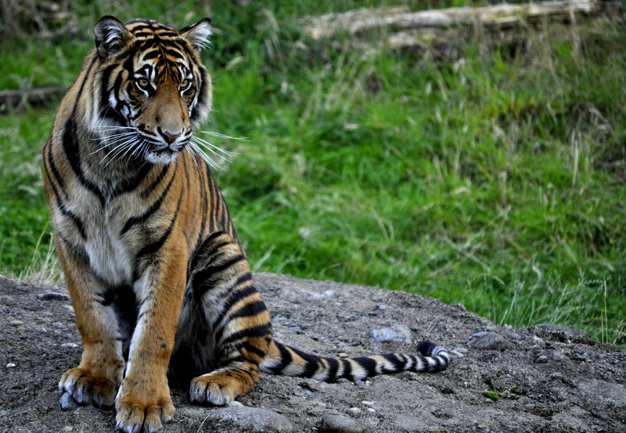 Sumatran Tiger