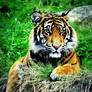 Male Sumatran Tiger -cub-