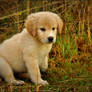 Introducing: Maddie