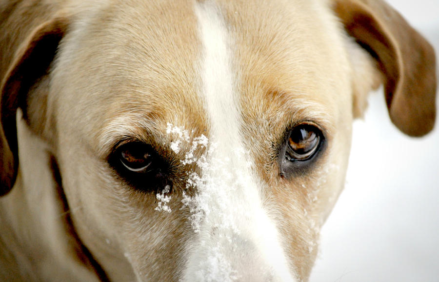 Cassie- Yellow Lab Mix