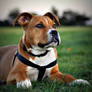 Chevy -Boxer * Pit Bull Mix-
