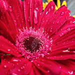 Gerbera, Showered by SofiaERamirez