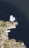 Gannet