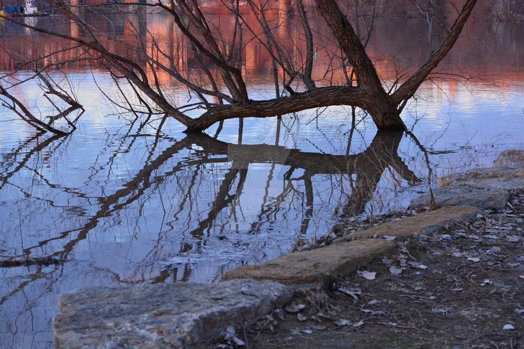 Tree Reflection Writing reflections of a tree by dfpverylimited on DeviantArt