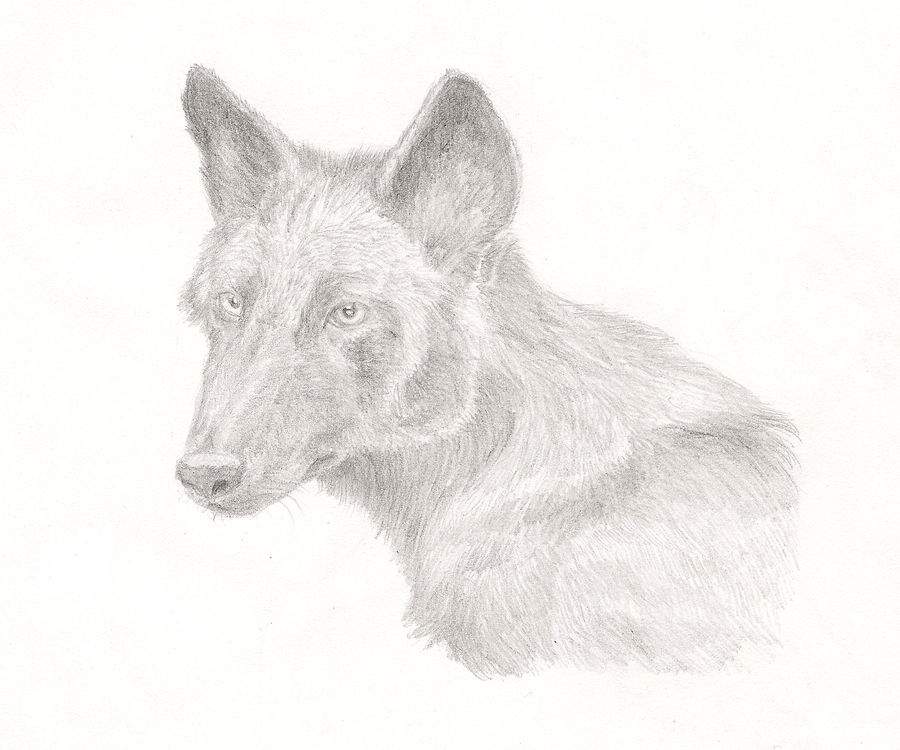 Black wolf pencil portrait