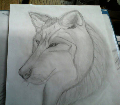 My wolf drawing