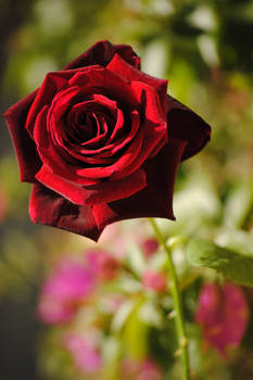 Red Rose