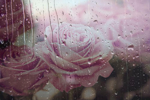 Corner Roses Sad Sad Roses by MusicDreams95 on DeviantArt