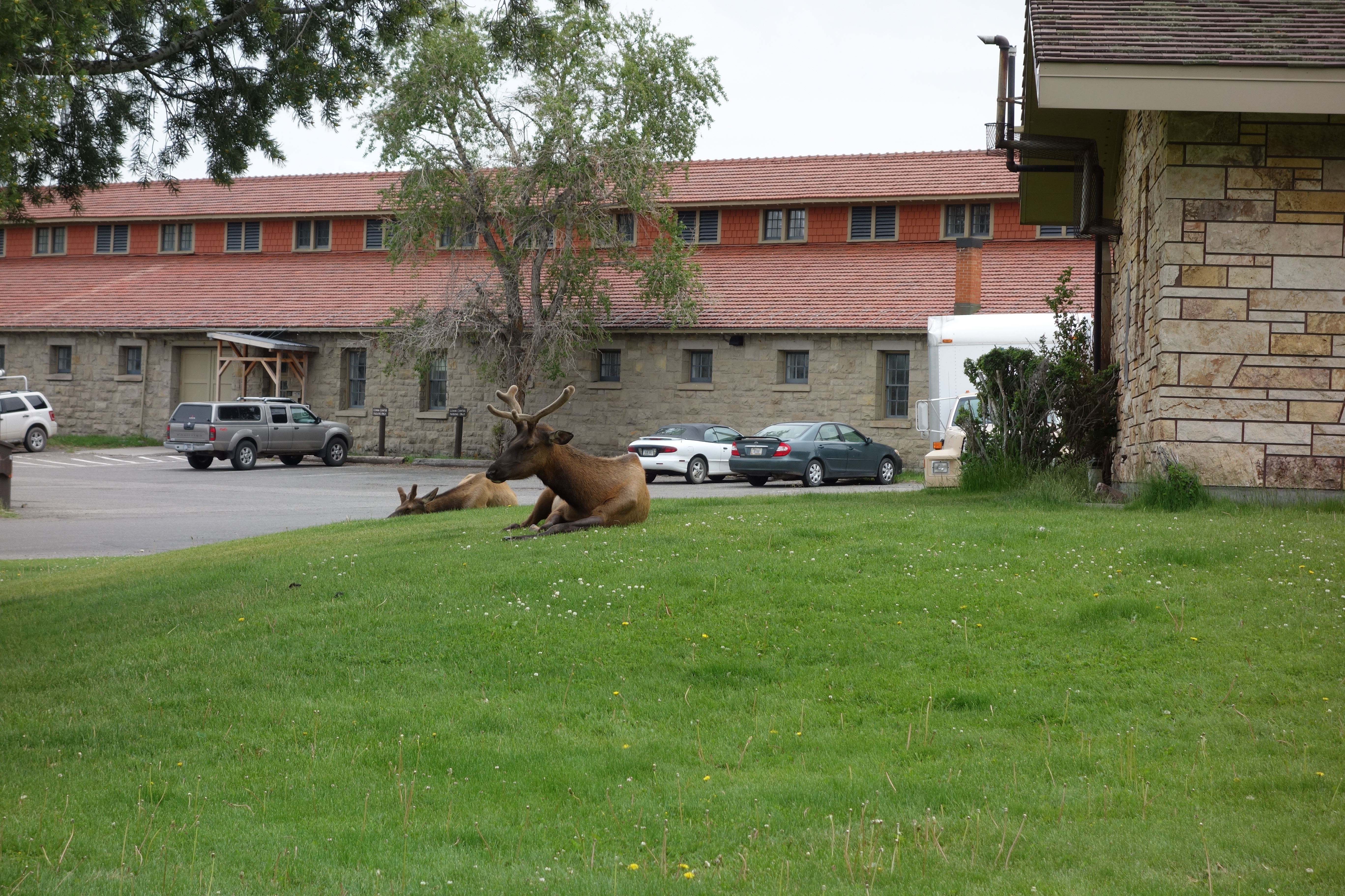 More Elk