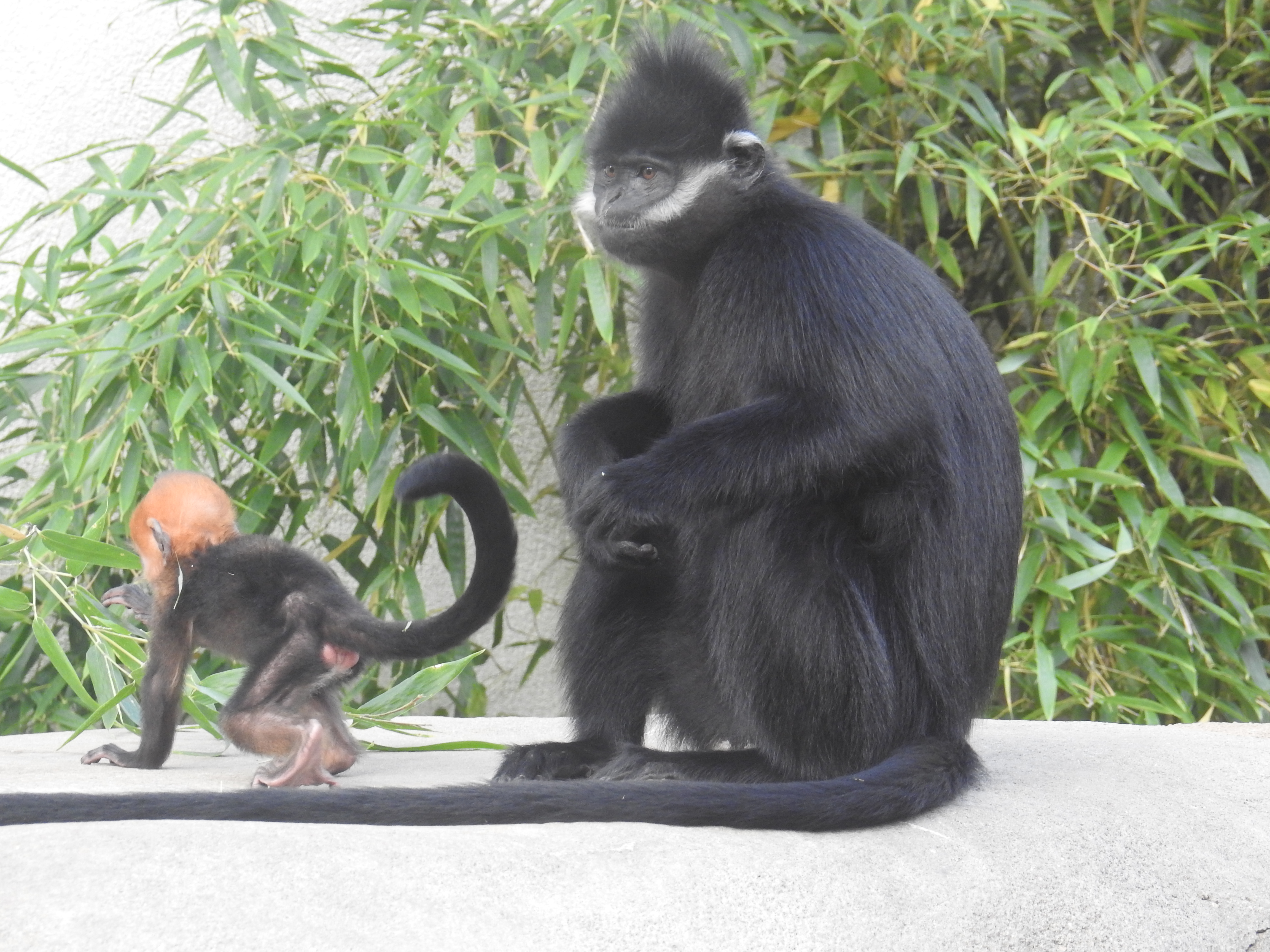 Monkey with Baby