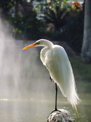 Snowy Egret Plume by RoseCS