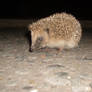 another baby hedgehog