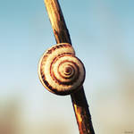 ..Snail.. by gomit