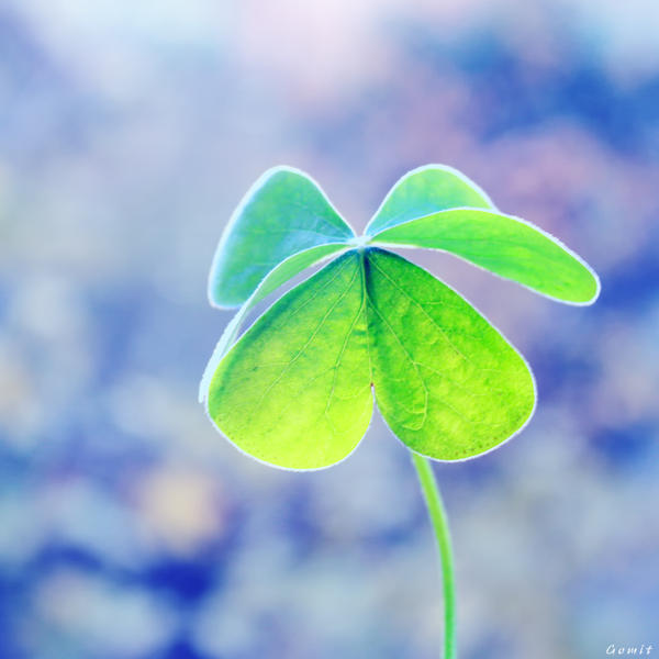 ..Clover..