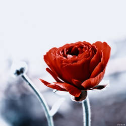 Red Ranunculus..