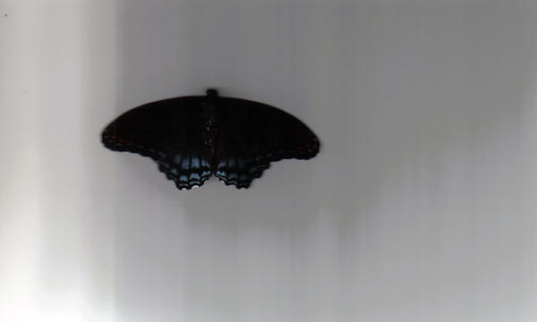 Butterfly Scan by DarkestArtist15 on DeviantArt