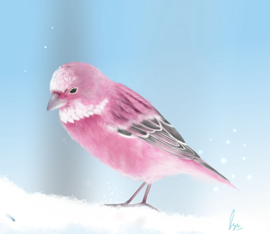 Rosefinch Bird by natsurae on DeviantArt