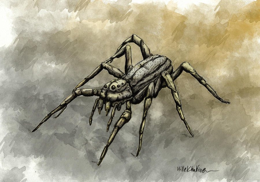 Spider Insect Deviantart Spider by frochka on DeviantArt