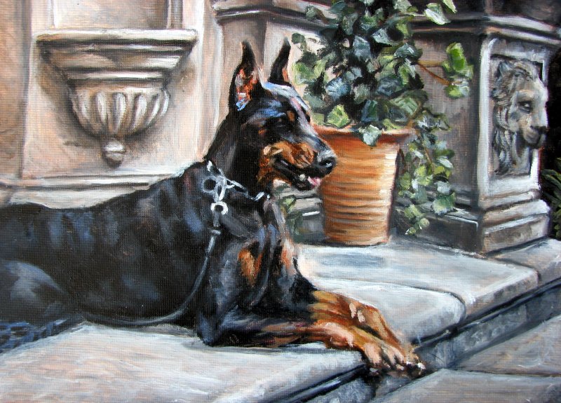 Doberman Pinscher