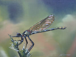 Banded demoiselle painting