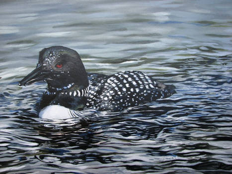 Great Northern Diver portrait