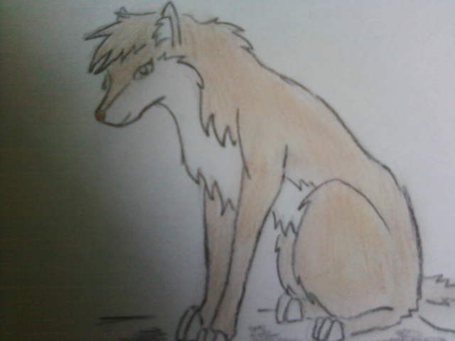 Female Wolf