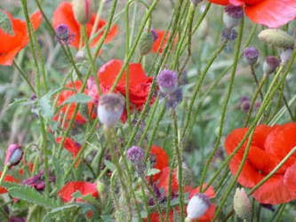 Asleep with the poppies