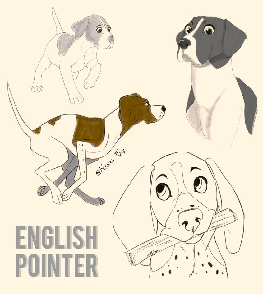 English Pointer Sketches by KisaraFury on DeviantArt