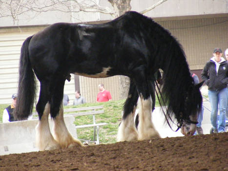 equine affaire 10