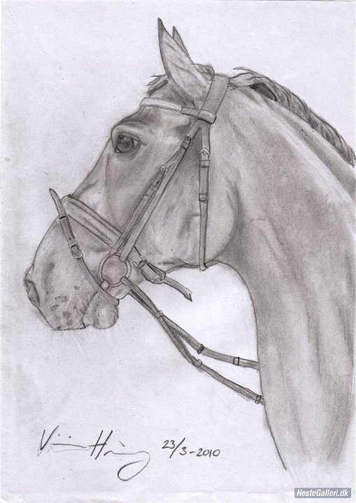 Another horse close up